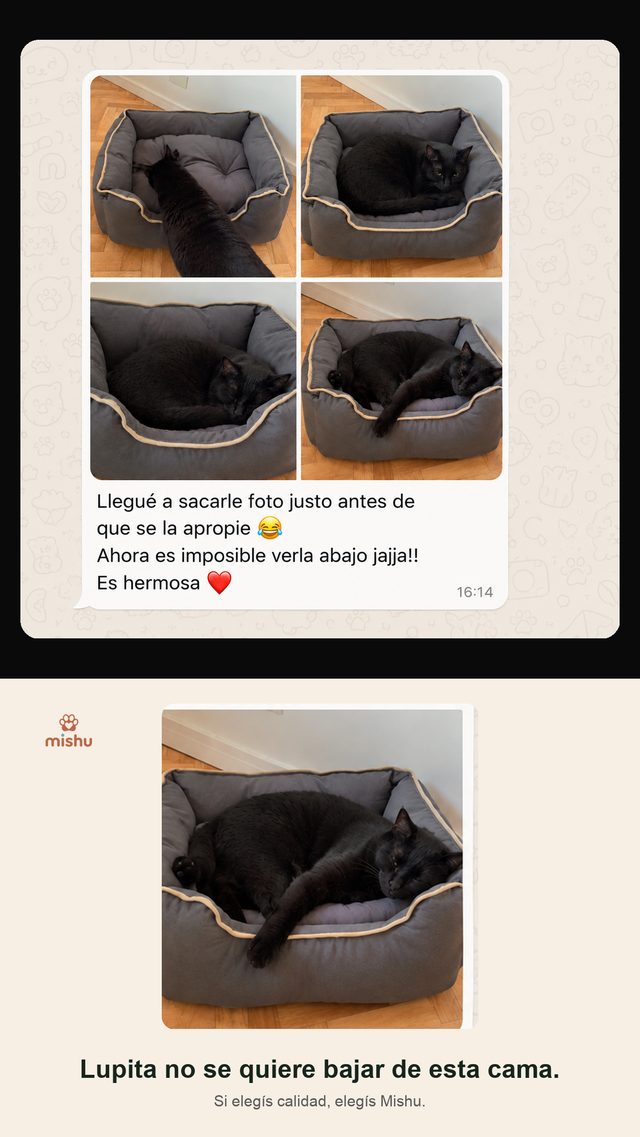 Cliente de Mishu contando por WhatsApp que su gata Lupita no se quiere bajar de la cama Bombay, con fotos de la gata durmiendo en la cama